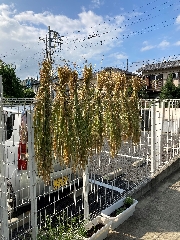 稲刈り